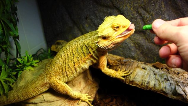 Bearded Dragon Care, Feeding, Cages for beginners