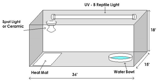 Bearded Dragon Vivarium Size, Temperature, Setup