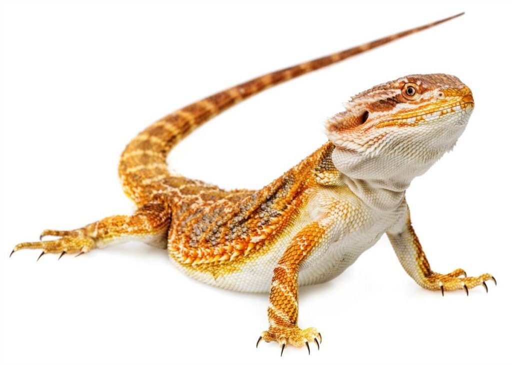 Bearded Dragon Pets