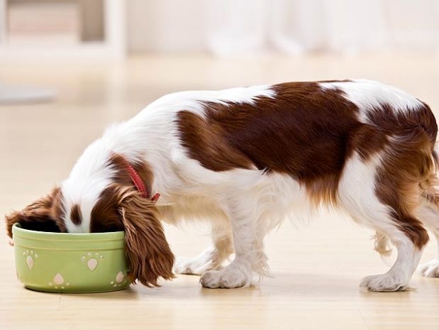 Best Hypoallergenic Dog Food Review, Cost, Ingredients