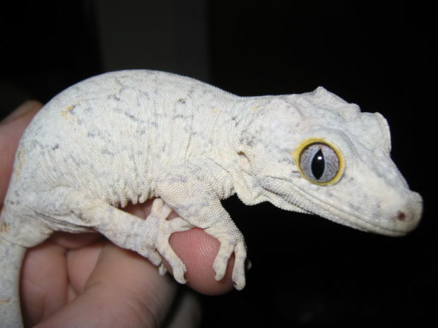 Gargoyle gecko Handling, Setup, Diet, Enclosure