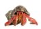 Hermit Crab Care, Shells, Food, Habitat, Molting