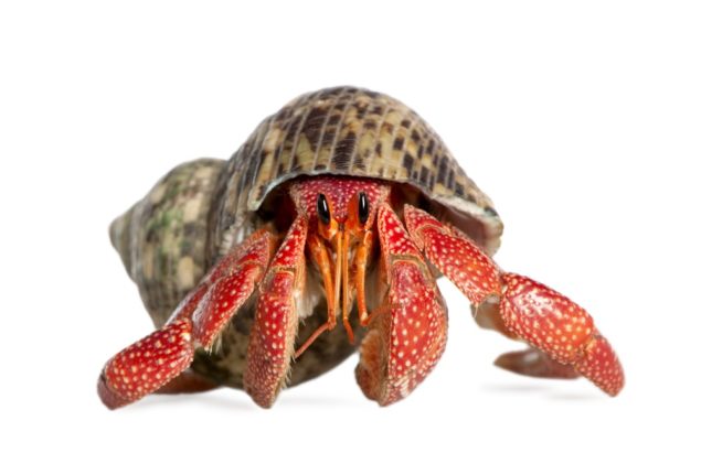 Hermit Crab Care, Shells, Food, Habitat, Molting