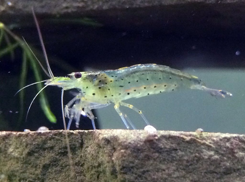 Ghost shrimp Care, Food, Breeding, Tank mates, Molting HAA Pets