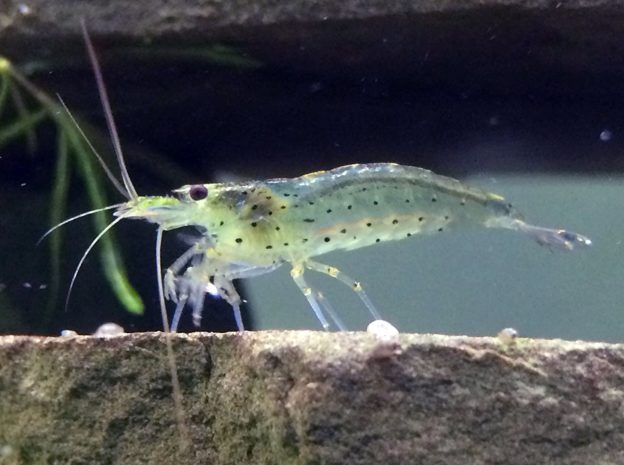 Ghost shrimp Care, Food, Breeding, Tank mates, Molting