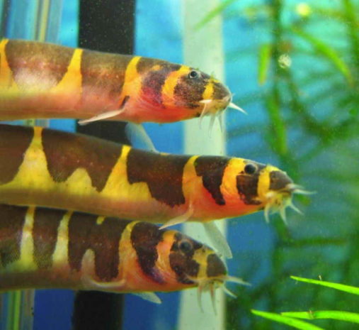 Kuhli Loach Size, Tank, Breeding, Food, Tank Mates, Care