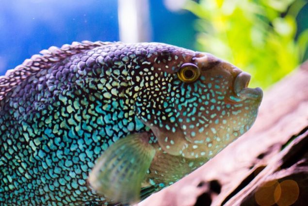 Jack dempsey Fish Care, Tank Size, Food, Life span, Feeding